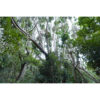 Sony E 15mm f/1.4 G Lens - Image 6