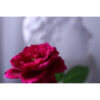 Canon RF 16-28mm f/2.8 IS STM Lens (Canon RF) - Image 2