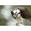 Sony FE 400-800mm f/6.3-8 G OSS Lens (Sony E) - Image 9