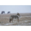 Sony FE 400-800mm f/6.3-8 G OSS Lens (Sony E) - Image 10